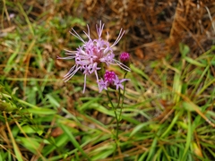 Liatrinae