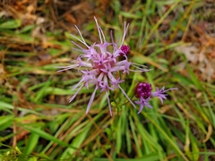Liatrinae