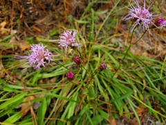 Liatrinae