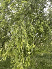 Salix babylonica babylonica
