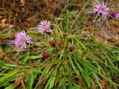 Liatrinae