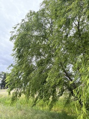 Salix babylonica babylonica