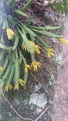 Acianthera sonderiana