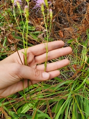Liatrinae