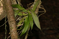 Sarcochilus australis