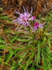 Liatrinae