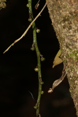 Sarcochilus australis