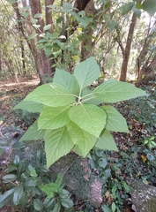 Callicarpa americana