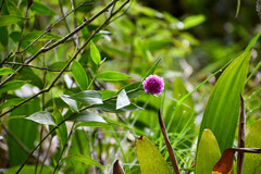 Elleanthus capitatus