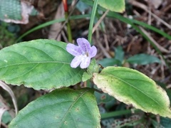 Strobilanthes tetrasperma