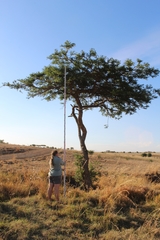 Vachellia abyssinica
