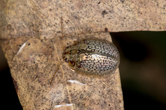 Paropsisterna laesa
