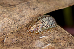 Paropsisterna laesa