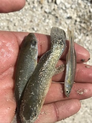 Fundulus grandis
