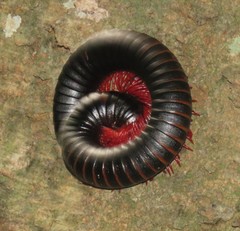 Pachybolinae