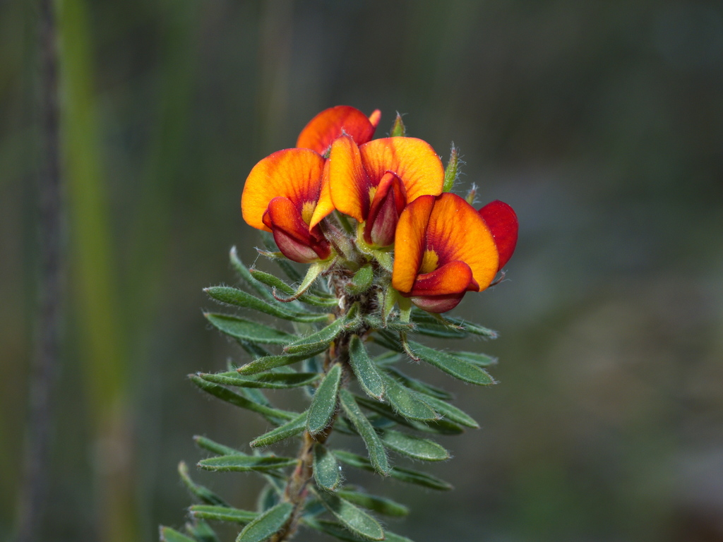dwarf bush-pea