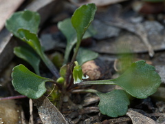 Viola cleistogamoides