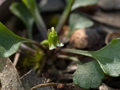 Viola cleistogamoides