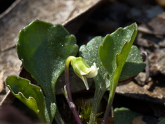 Viola cleistogamoides