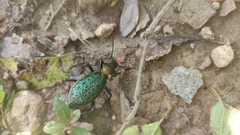 Carabus lafossei