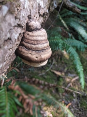Laricifomes