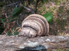 Laricifomes