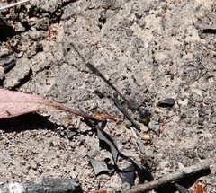 Gasteruption spinigerum