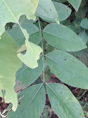 Angiospermae