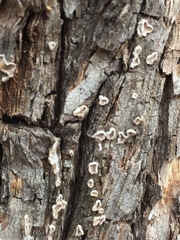 Aleurodiscus oakesii image