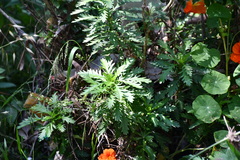 Euryops chrysanthemoides