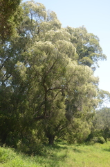 Melaleuca bracteata