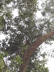 Angiospermae