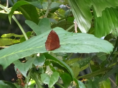 Elymnias hypermnestra