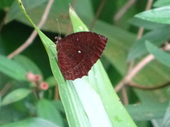 Elymnias hypermnestra