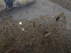 Oxydromus angustifrons