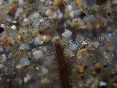 Oxydromus angustifrons