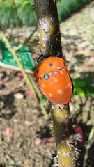 Poecilocoris druraei
