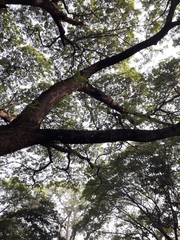 Angiospermae