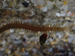 Oxydromus angustifrons