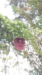 Aristolochia gigantea
