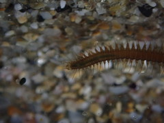 Oxydromus angustifrons