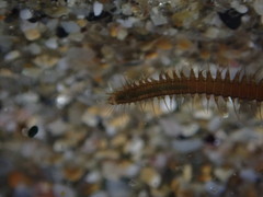 Oxydromus angustifrons