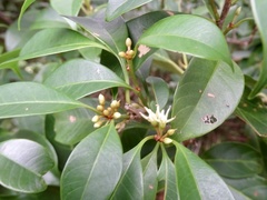 Pentaphylax euryoides