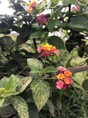 Image of Lantana camara