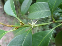 Pentaphylax euryoides