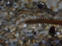 Oxydromus angustifrons