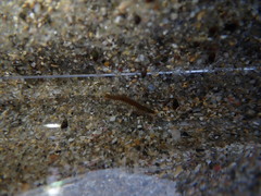 Oxydromus angustifrons