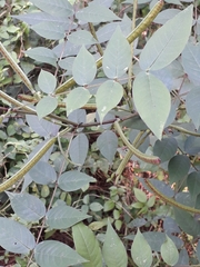 Senna occidentalis