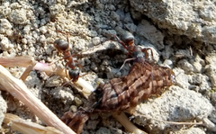 Formica rufibarbis