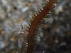 Oxydromus angustifrons